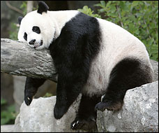 panda mei xiang
